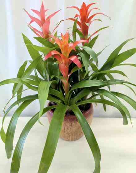 Triple Bromeliad