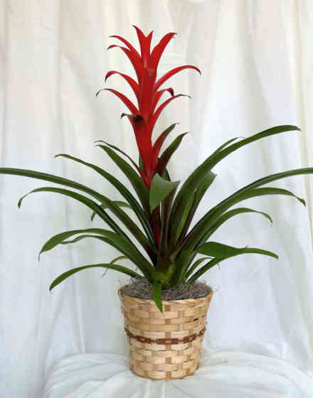 Bromeliad