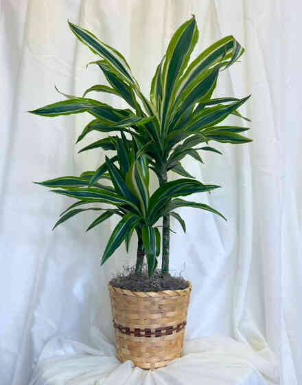 Dracaena Corn Plant