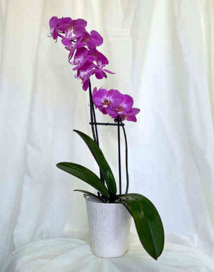 Orchid