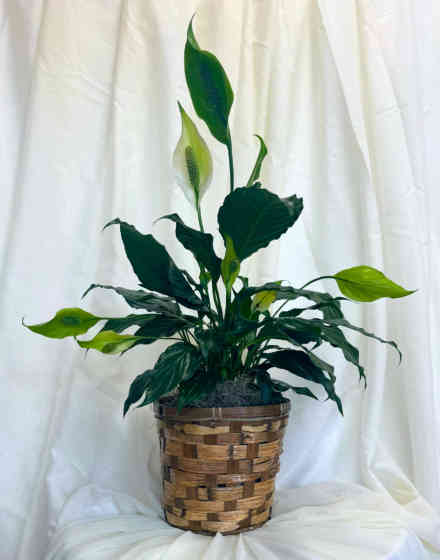 Peace Lily