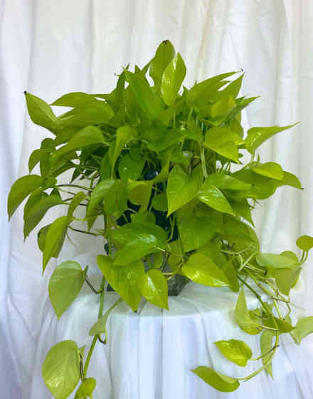 Philodendron