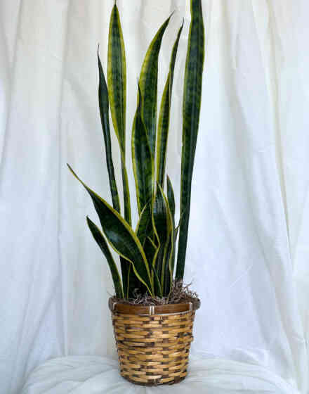 Snake Plant