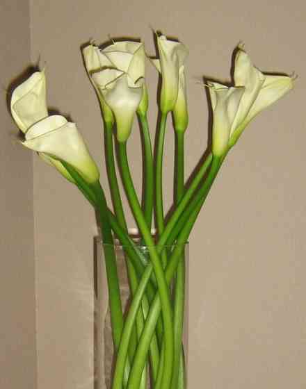 Calla lilies lg cylinder