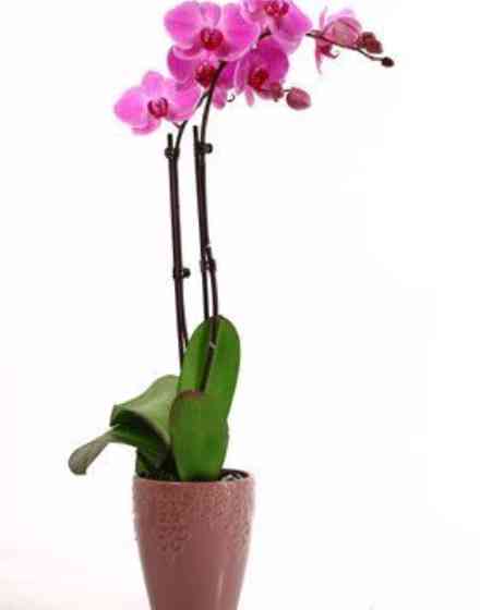 Orchid plant
